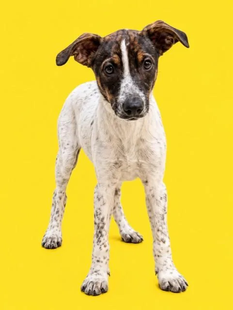 A young small-sized male Rat Terrier dog named Mogly for adoption in Miami, FL