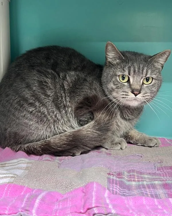 A young small-sized female Domestic Short Hair cat named Flora for adoption in Novato, CA