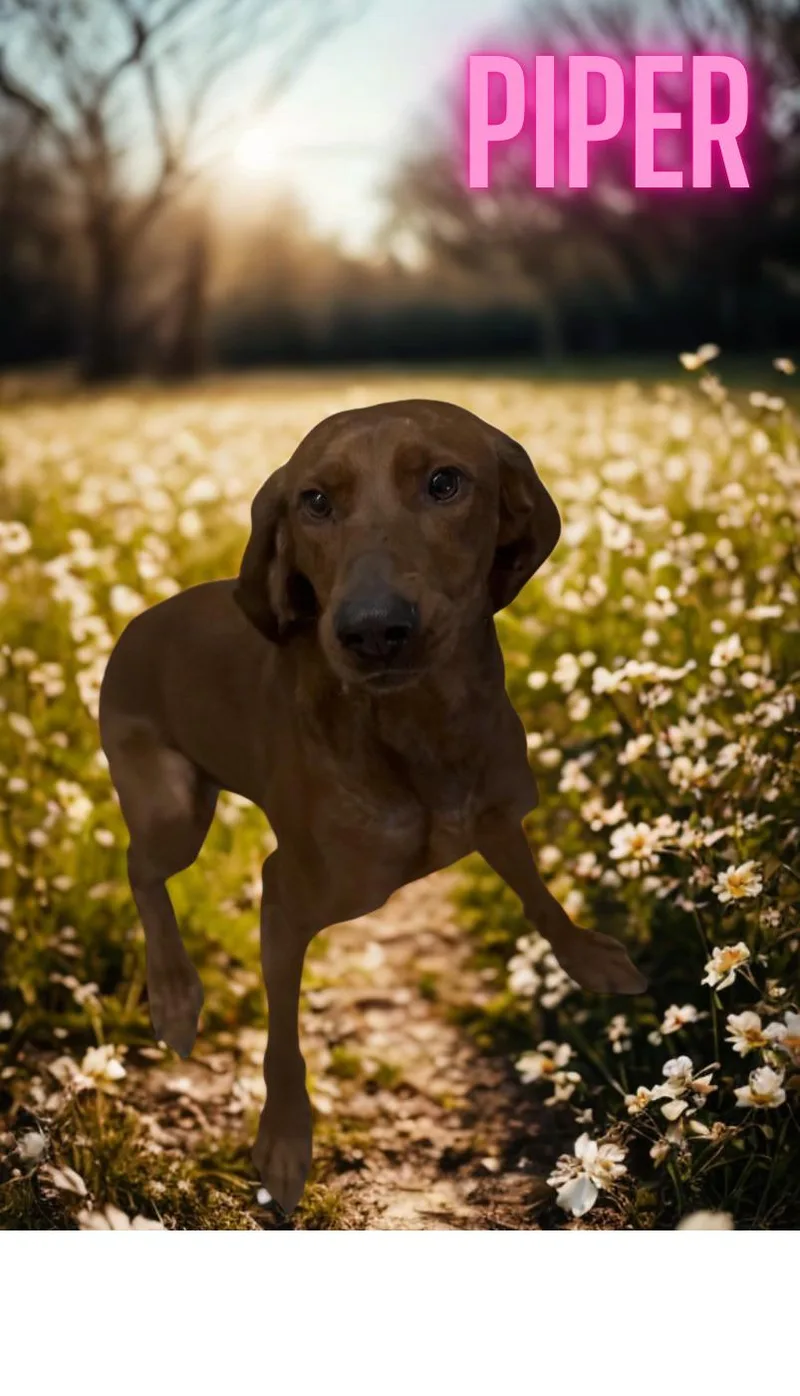 An adult medium-sized female Merle (Red) Redbone Coonhound dog named Piper for adoption in Orleans, VT