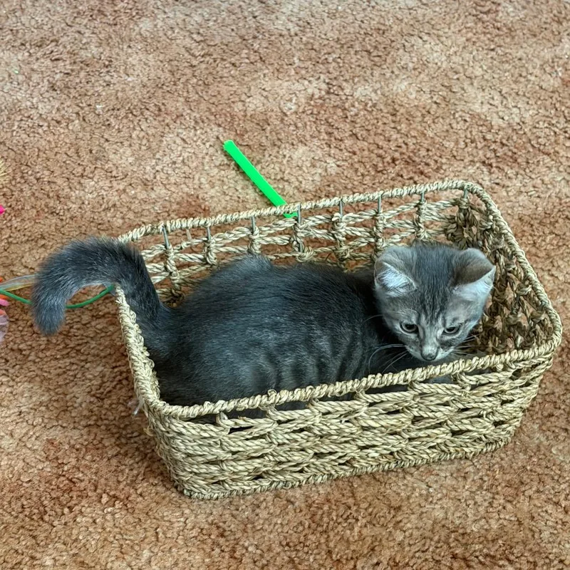 A baby small-sized male Gray / Blue / Silver Domestic Short Hair cat named Petey for adoption in La Grange, KY