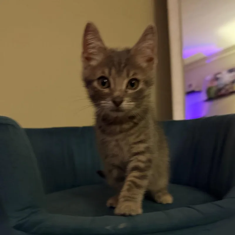 Petey thumbnail 2