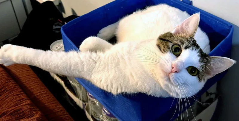 Momma Peach thumbnail 3