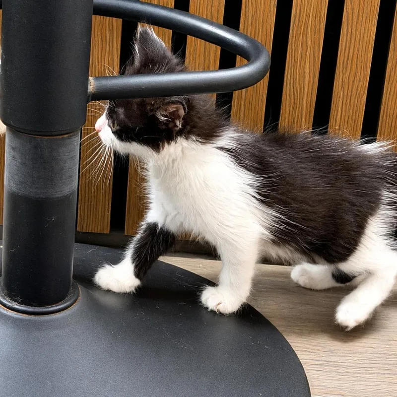A baby small-sized male Black Domestic Medium Hair cat named Mochi for adoption in Houston, TX