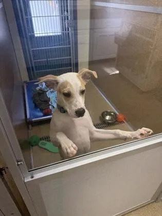 A baby large-sized male Retriever dog named MoosePet Supplies Plus for adoption in East Brookfield, MA