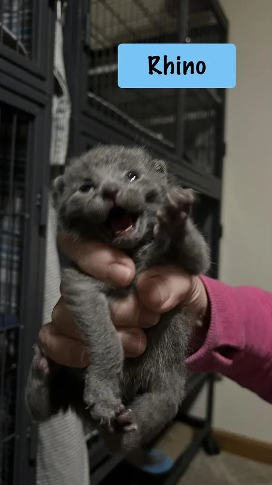 Rhino thumbnail 2