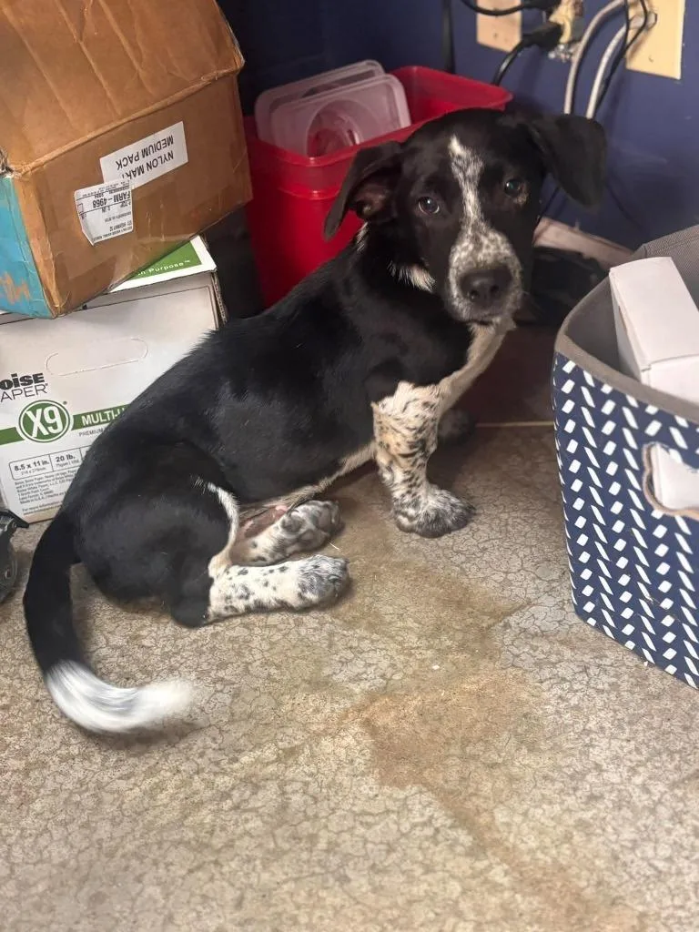 A baby medium-sized male Basset Hound dog named Corn Maze for adoption in Chestertown, MD