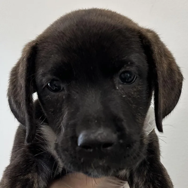 A baby small-sized female Brindle Mixed Breed dog named Augusta for adoption in Middletown, RI