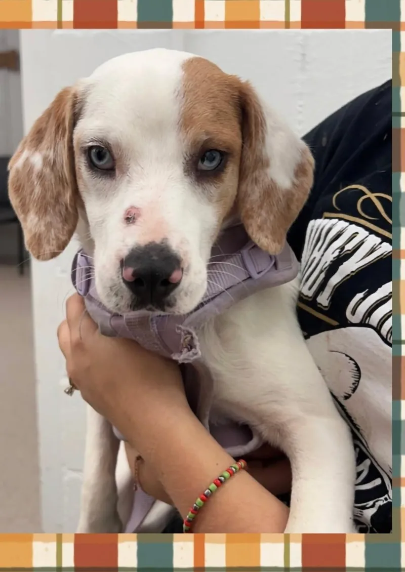 An adult medium-sized female Beagle dog named Ophelia for adoption in Orland Park, IL