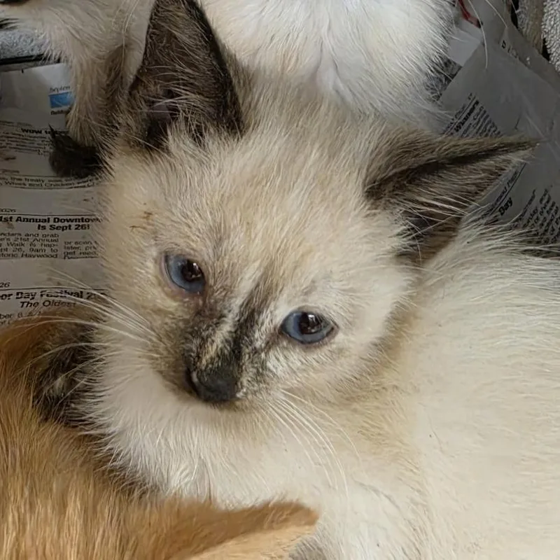 A baby small-sized female Cream / Ivory Domestic Short Hair cat named Macchiato for adoption in Canton, NC
