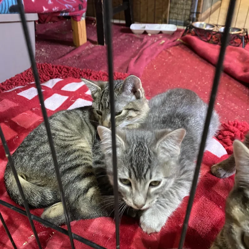 A baby medium-sized male Tabby cat named Wellington for adoption in Stanwood, WA