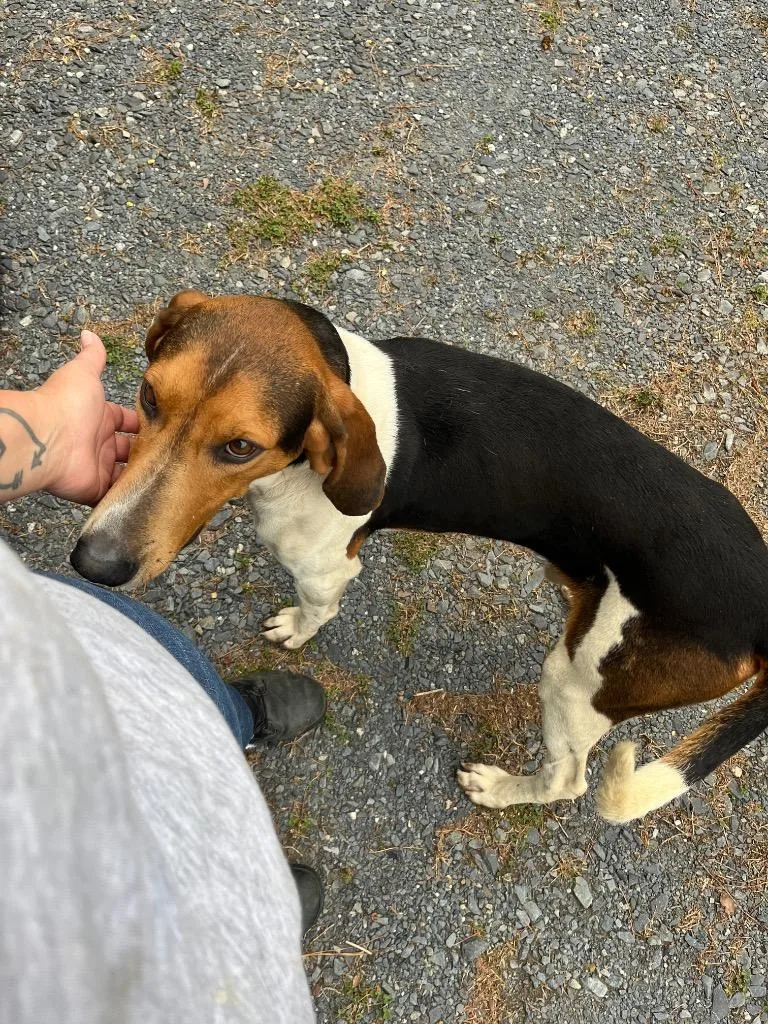 An adult medium-sized male Hound dog named Hank for adoption in Mount Gilead, NC