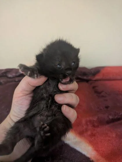 A baby small-sized male Domestic Short Hair cat named Turnip for adoption in Chamblee, GA
