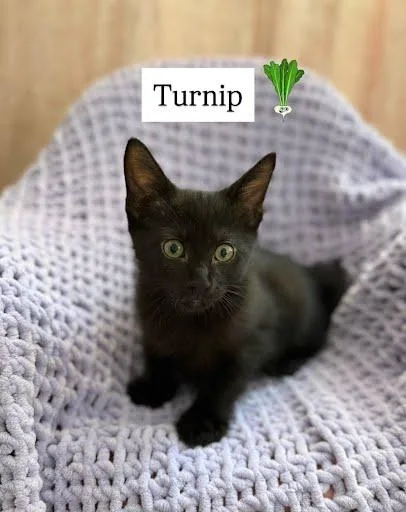 Turnip thumbnail 2