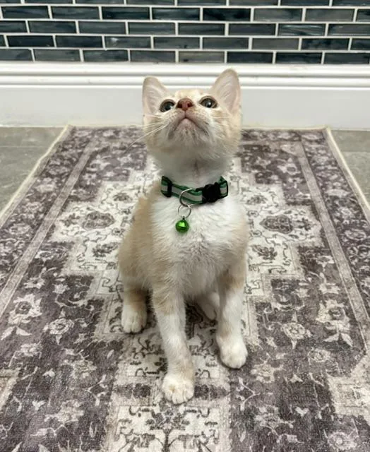 A baby small-sized male Buff / Tan / Fawn American Shorthair cat named Roarie for adoption in Maitland, FL