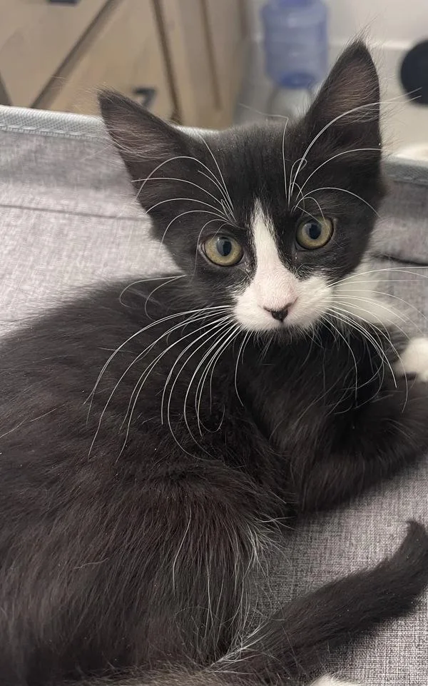 Cleo