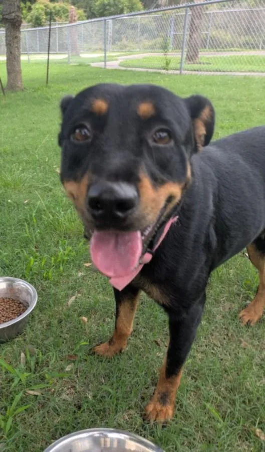 A young small-sized female Rottweiler dog named Roxy for adoption in Texas City, TX