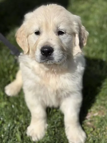 A baby large-sized male Golden Retriever dog named Harry for adoption in Malvern, PA