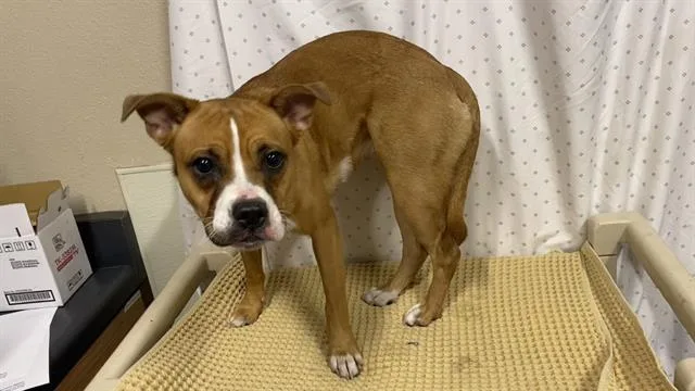 A young small-sized female Boston Terrier dog named A for adoption in Modesto, CA