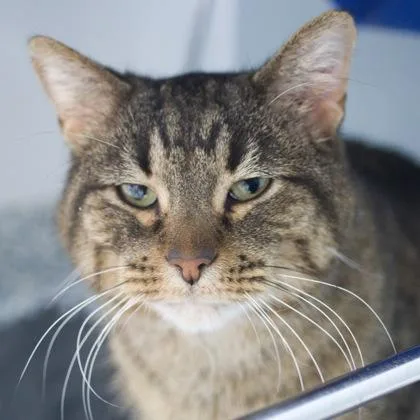A young medium-sized male Domestic Long Hair cat named Teddy for adoption in Verona, WI