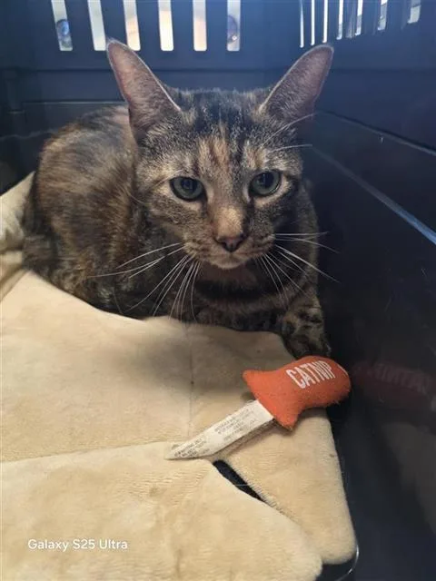 An adult small-sized female Domestic Short Hair cat named Mini for adoption in San Antonio, TX