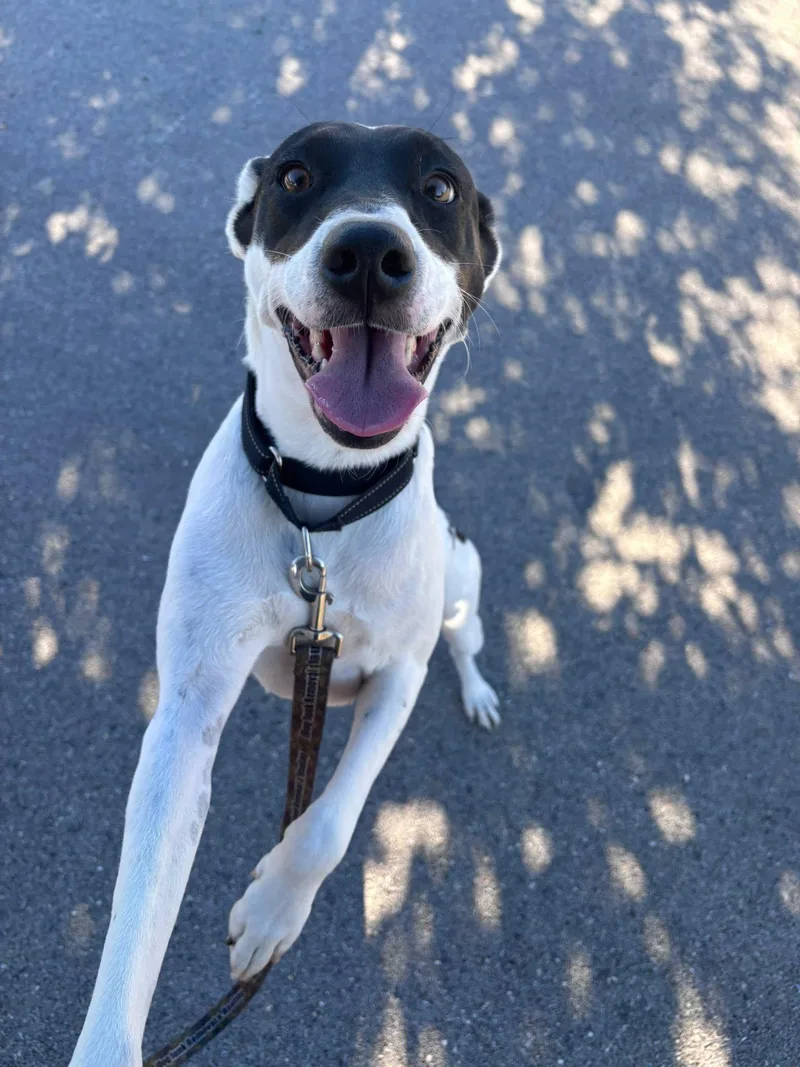 An adult medium-sized female Harlequin Labrador Retriever dog named Lovie for adoption in Schertz, TX