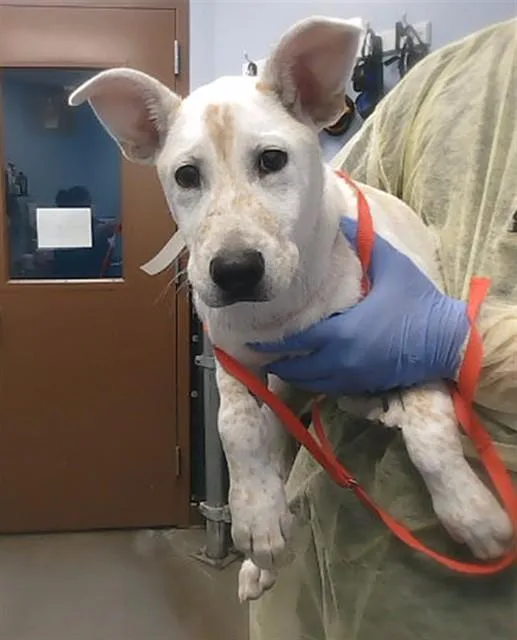 A baby large-sized male Australian Cattle Dog / Blue Heeler dog named Raindrop for adoption in Phoenix, AZ