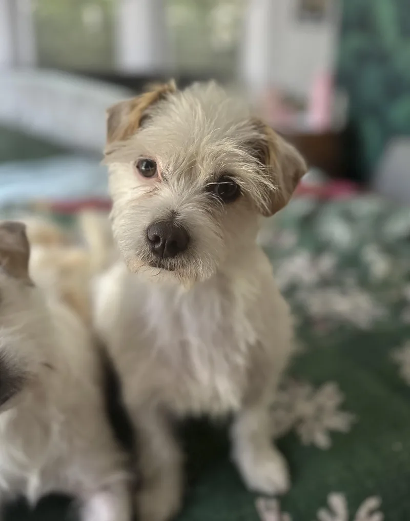 Dolly & Peaches thumbnail 3