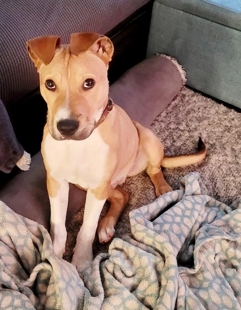 A baby medium-sized male Mixed Breed dog named Rocket for adoption in Amherst, NY