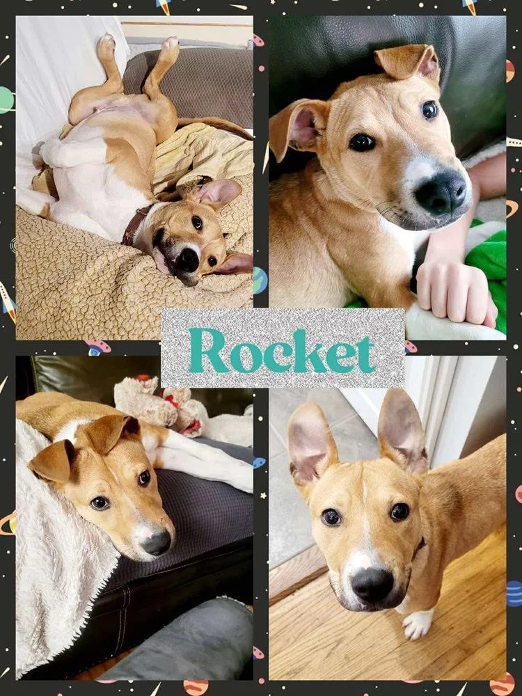 Rocket thumbnail 5