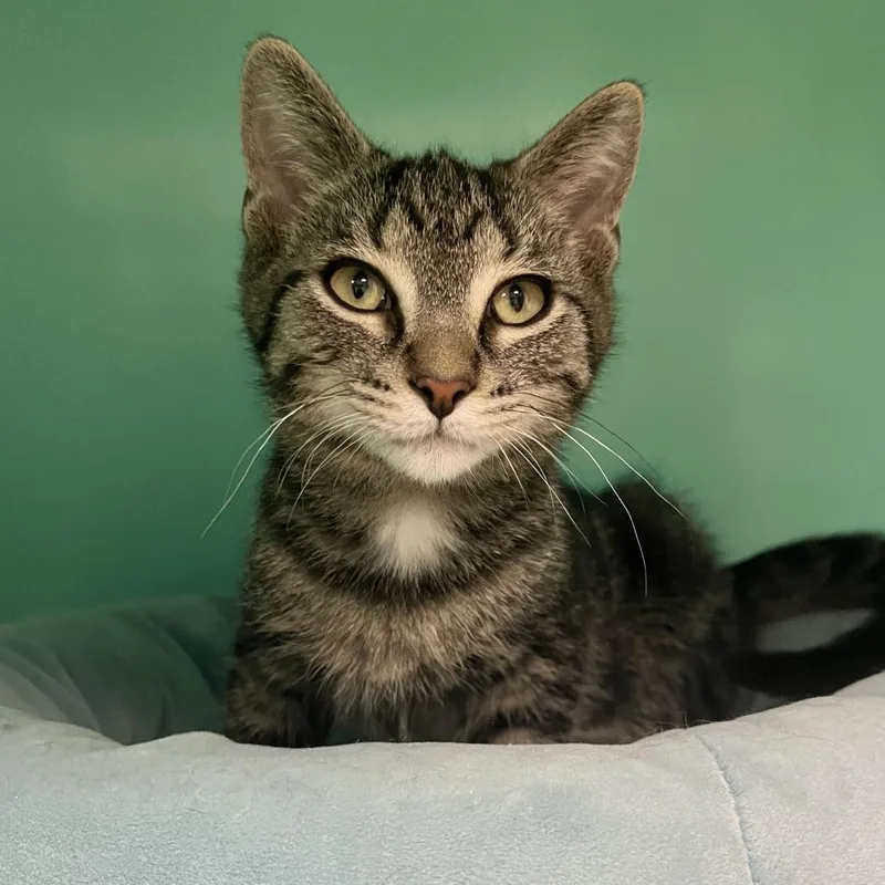 A baby small-sized male Brown / Chocolate Domestic Short Hair cat named Stanley for adoption in Owosso, MI