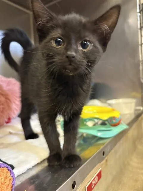 A baby medium-sized female Domestic Short Hair cat named Jubilee for adoption in Brewster, MA