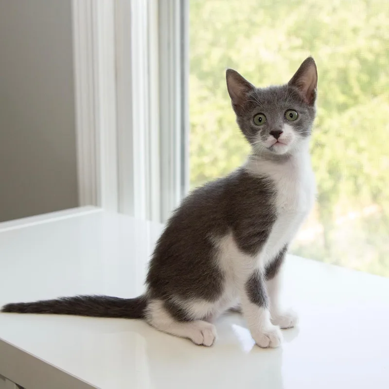 A baby small-sized female Gray & White Domestic Short Hair cat named Telesto for adoption in Alexandria, VA