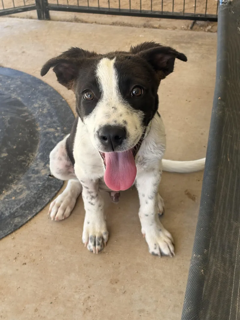A baby small-sized male Australian Cattle Dog / Blue Heeler dog named Linus for adoption in Tucson, AZ