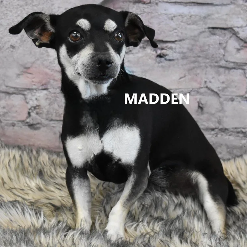 Madden thumbnail 4