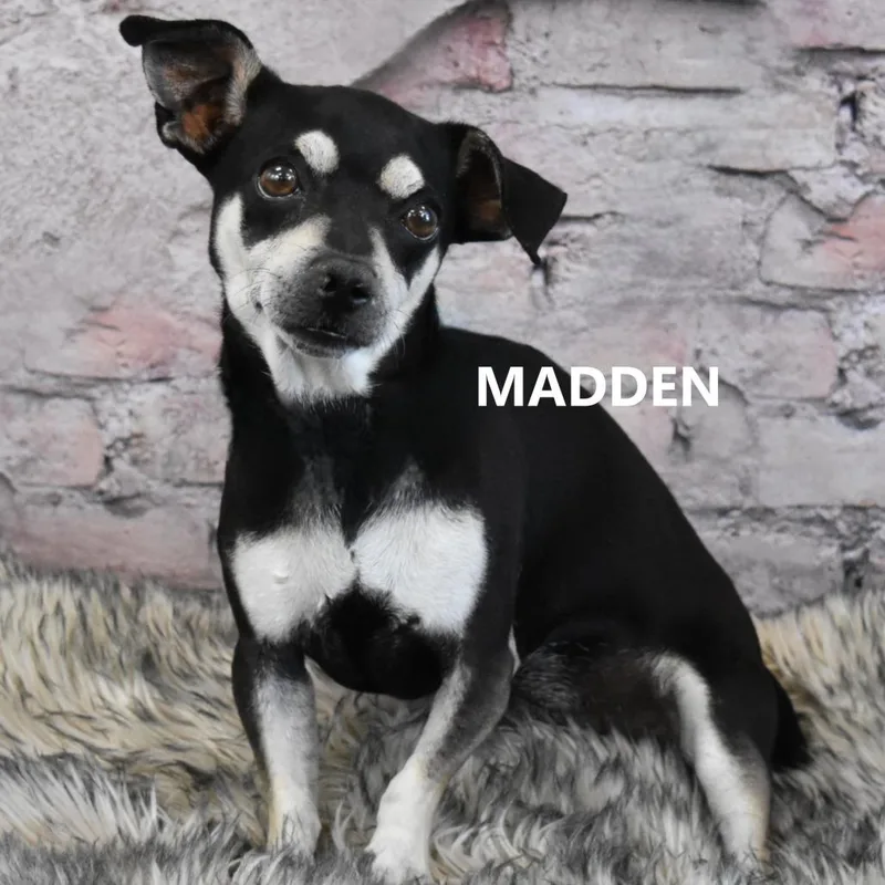 Madden thumbnail 6