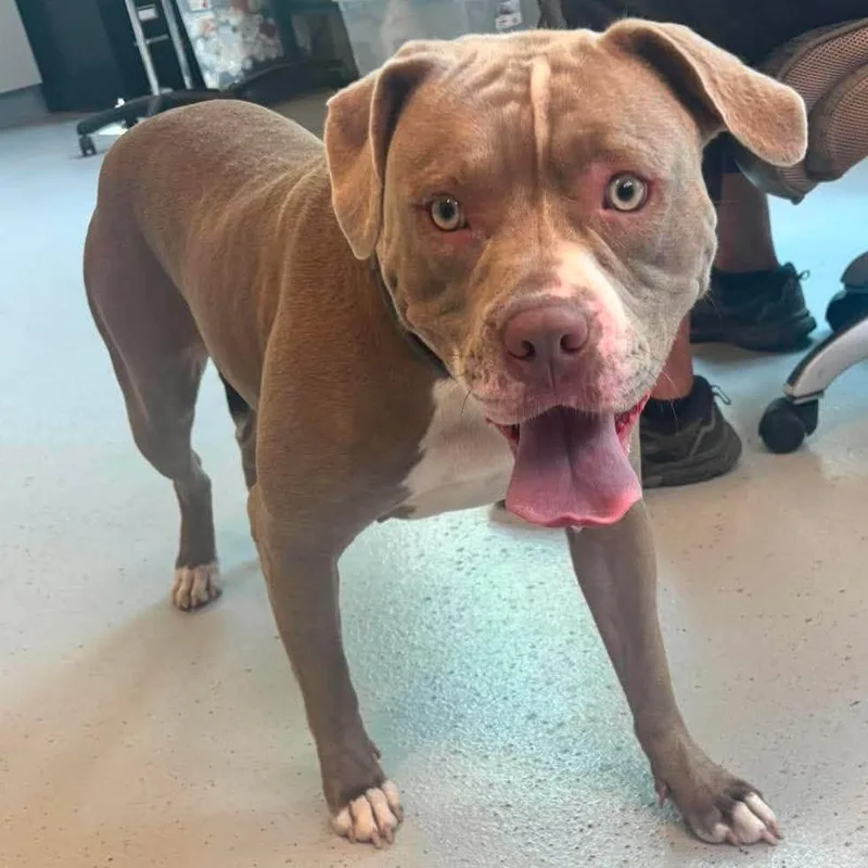 An adult medium-sized female Brown / Chocolate Mixed Breed dog named Lucy Ann for adoption in Huntington, WV