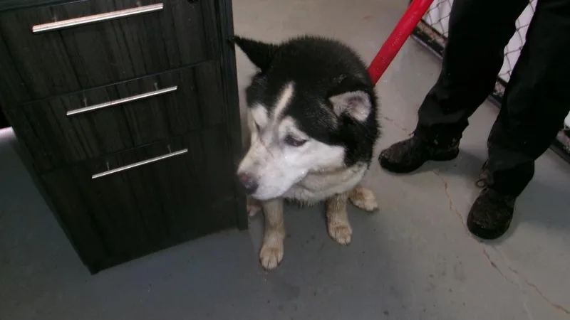 A young medium-sized male Husky dog named Titan for adoption in Winslow, AZ