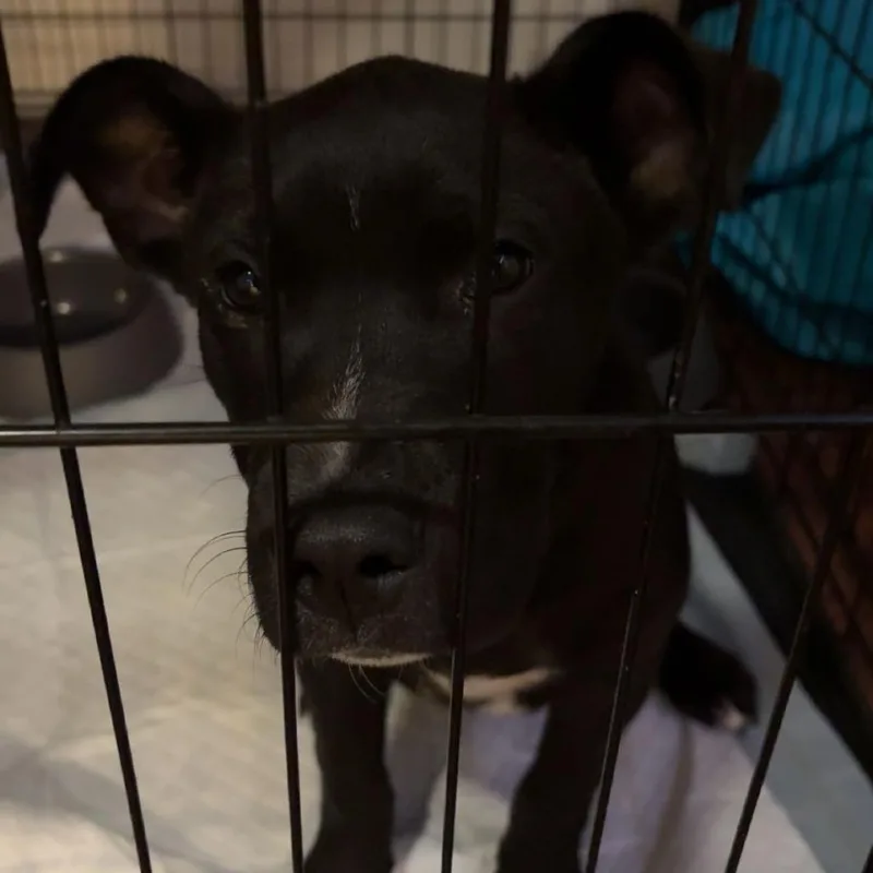 A young medium-sized male Black Mixed Breed dog named Bear for adoption in Corpus Christi, TX