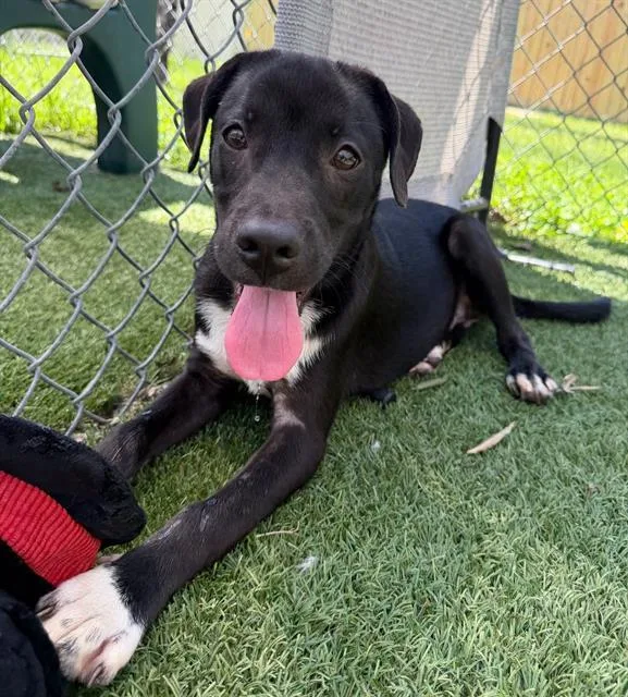 A young small-sized male Mixed Breed dog named Dew for adoption in Columbia, SC