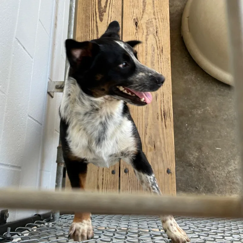 A young medium-sized male Black Australian Shepherd dog named Jax for adoption in Morganfield, KY