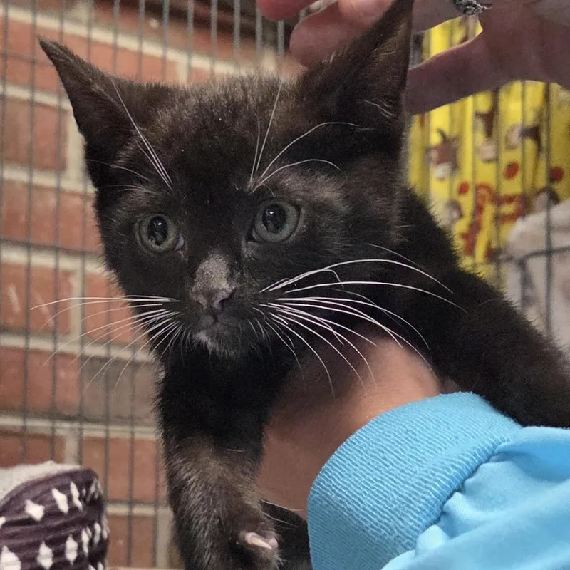 A baby small-sized male Black Domestic Short Hair cat named Spongebob for adoption in Camden, DE