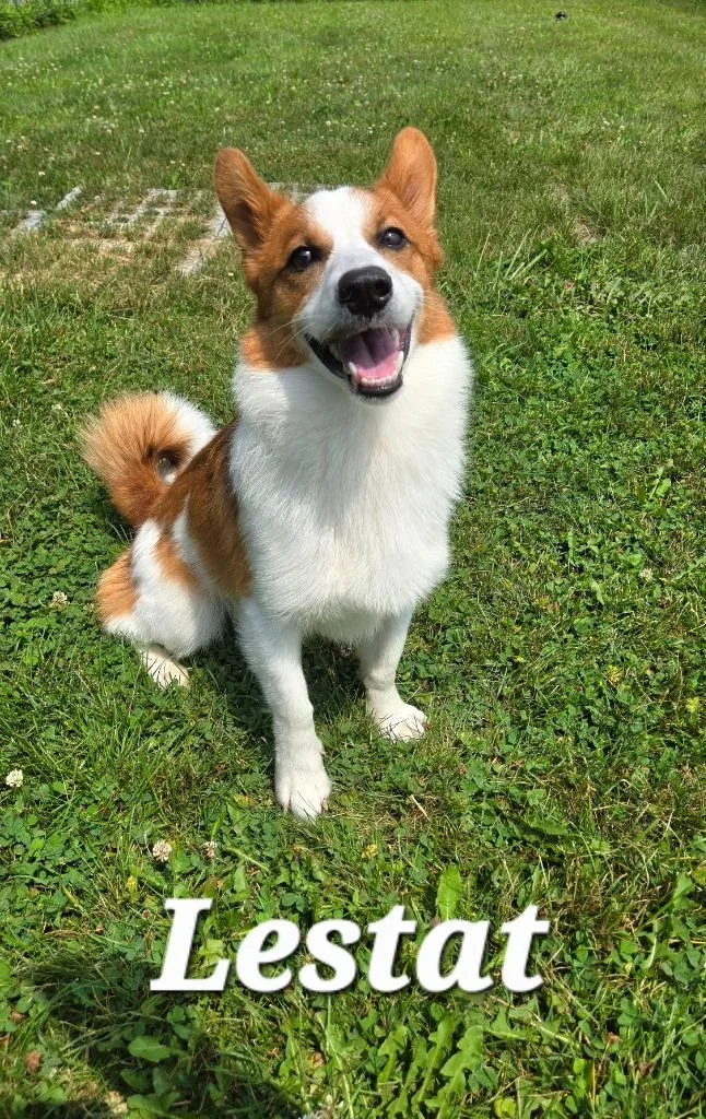 A young medium-sized male Corgi dog named Lestat Yrly for adoption in Sidney, OH