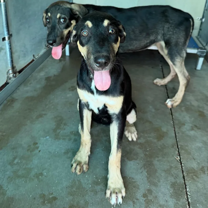 A young medium-sized female Black Shepherd dog named Geralda for adoption in Edinburg, TX