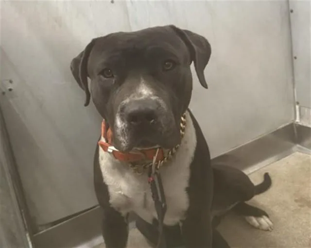 A young large-sized male Pit Bull Terrier dog named Leo for adoption in San Bernardino, CA