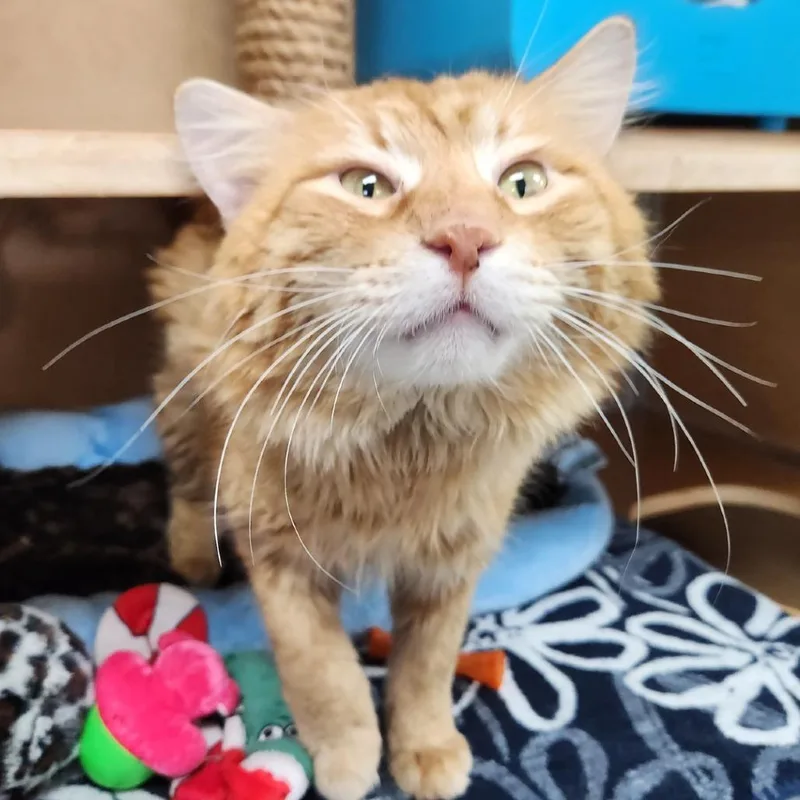 Firestar thumbnail 2