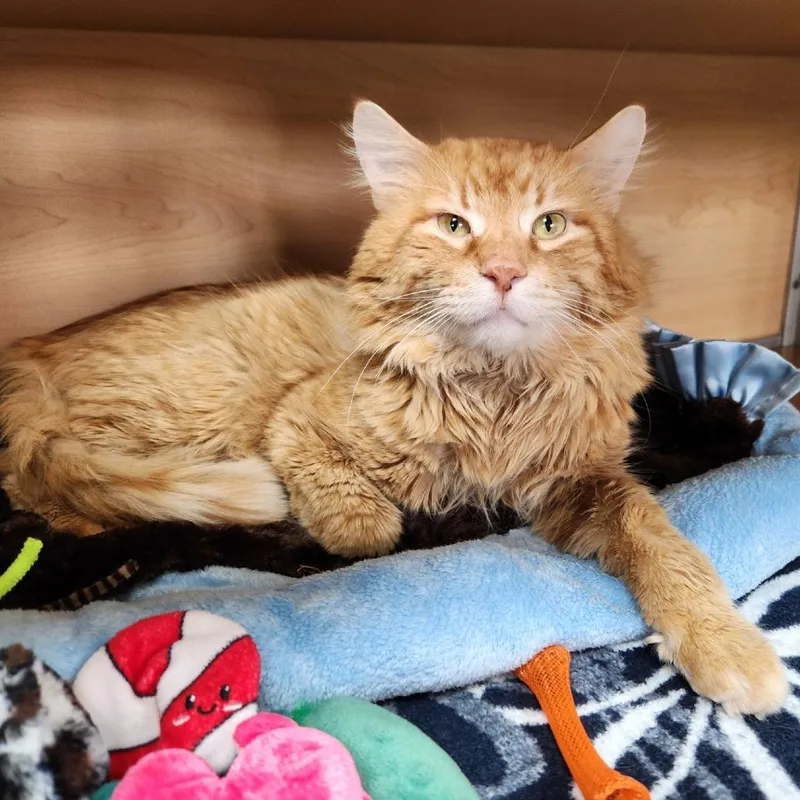 Firestar thumbnail 3