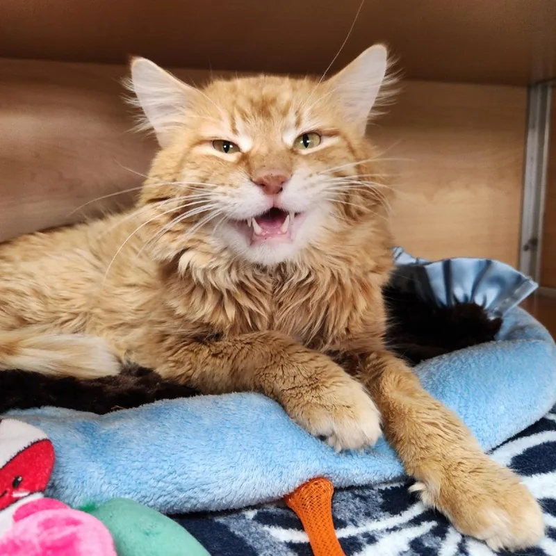 Firestar thumbnail 4