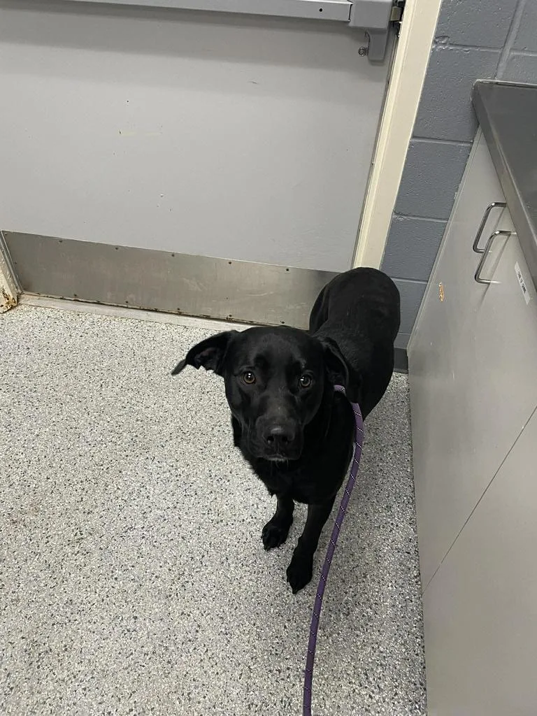 An adult medium-sized male Labrador Retriever dog named Goose for adoption in Livingston, LA