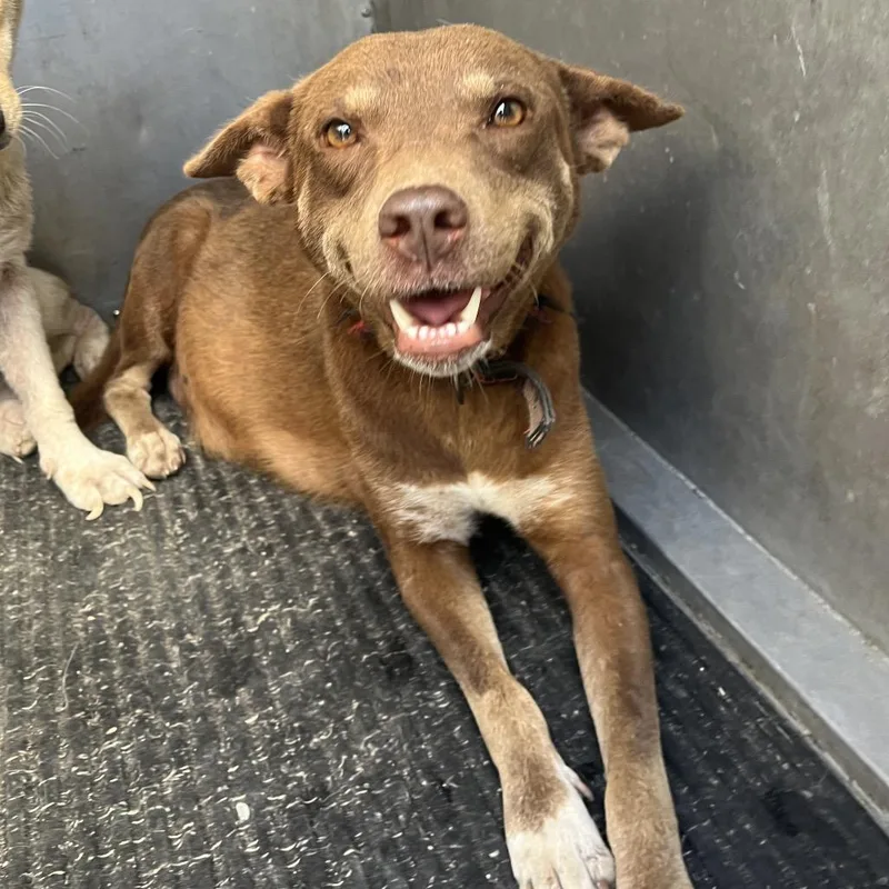 An adult medium-sized female Brown / Chocolate Shepherd dog named Mississippi for adoption in Edinburg, TX