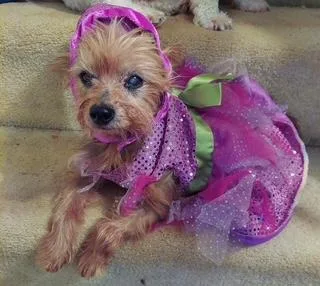 An adult small-sized female Yorkshire Terrier dog named Haley for adoption in Monroe, VA